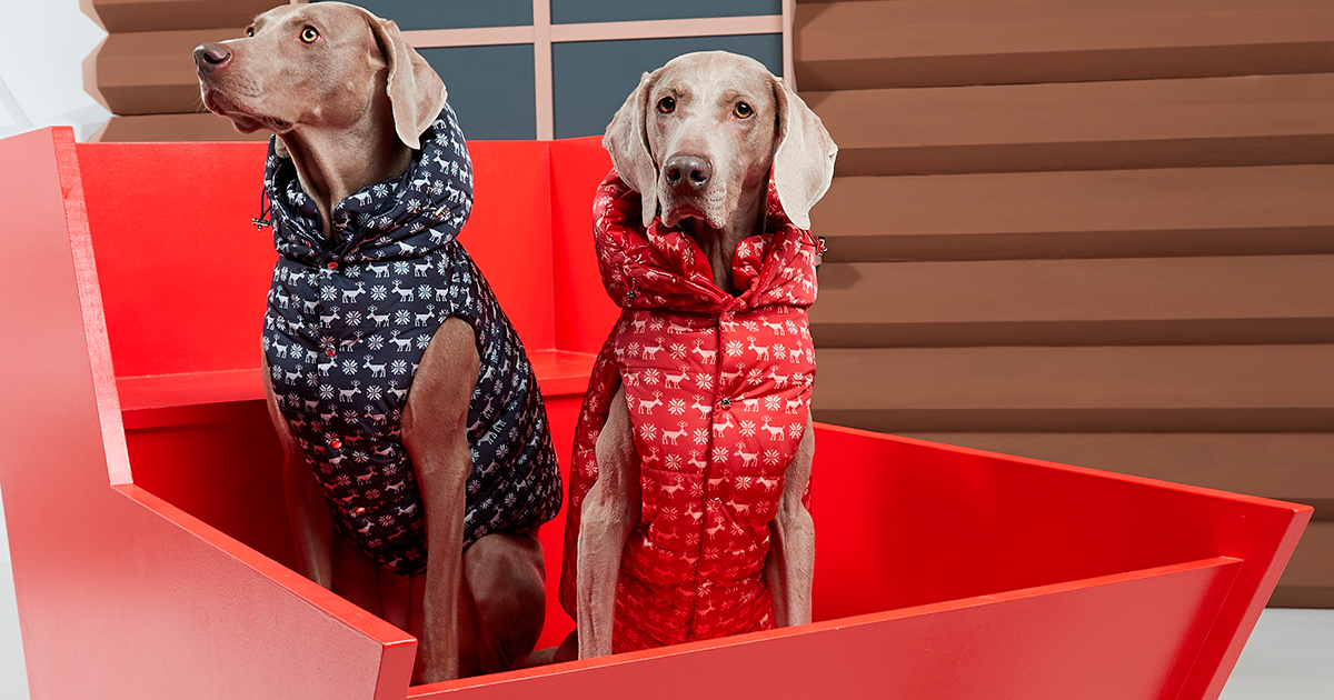 MONCLER POLDI DOG COUTURE 犬服 Royal Blue Padded Dog Vest - Moncler Poldo Dog Couture for